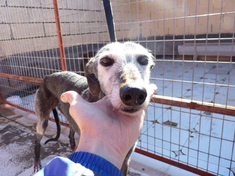 Patata vieille galga de 10 ans noire et barbuda !! Adoptée Patata11