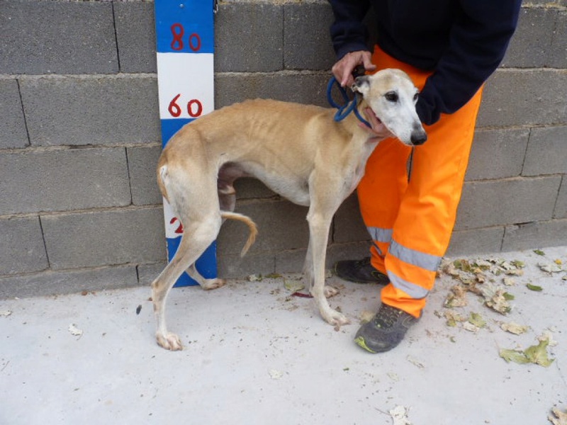 Toli galgo calme et affectueux Scooby France ,Adopté Toli_210