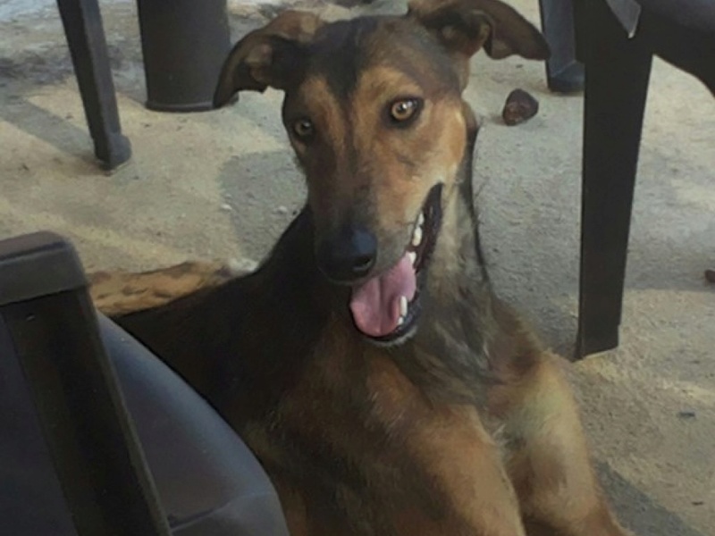 TURON GALGO à la robe spéciale Turon10