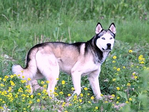 un bébé de 2 mois mordu par un chien 20100611