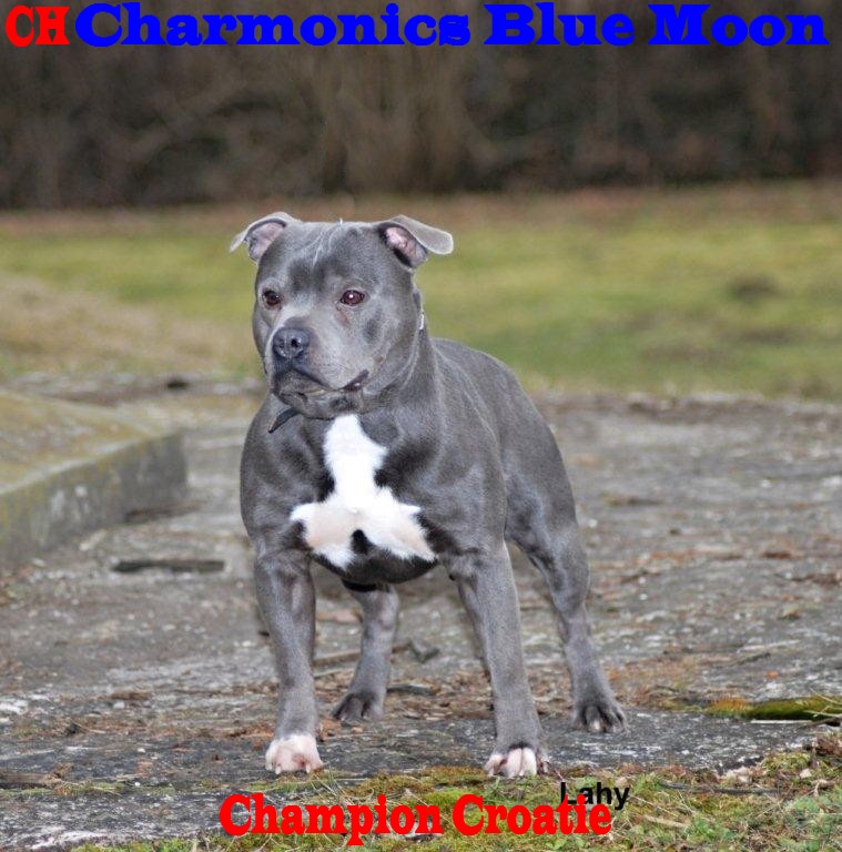 CH.Charmonics Blue Moon Dsc_0413