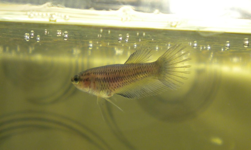 Crowntail MG x Crowntail MG Sans_t14