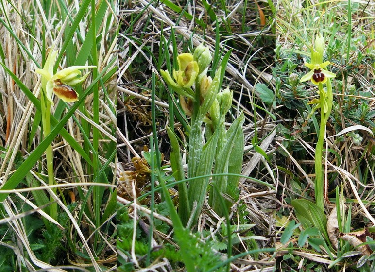 Ophrys litigiosa ( araneola ) A-ophr10