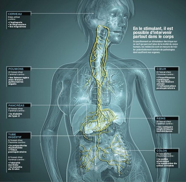 DOSSIER: Guérir des maladies mentales en soignant l'intestin Nerf-v10