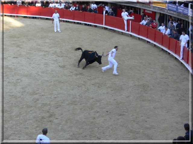 les courses camarguaise Al610