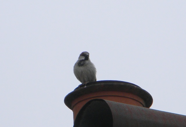 Un beau moineau domestique. Moinea10