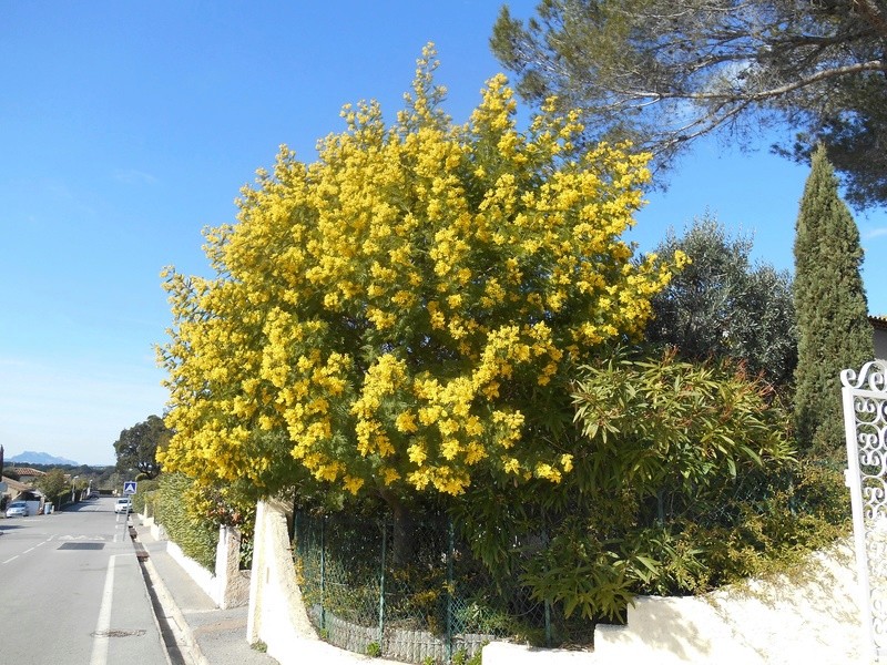 Un bonjour de la Côte d'Azur Mimosa10