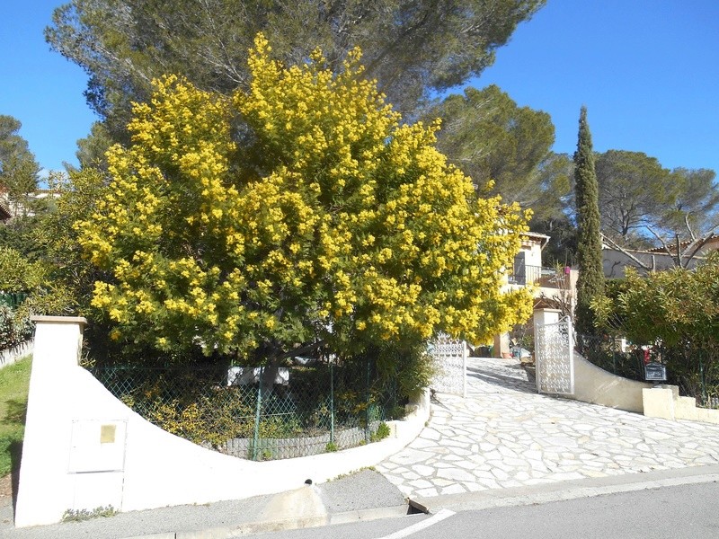  Un bonjour de la Côte d'Azur Mimosa11