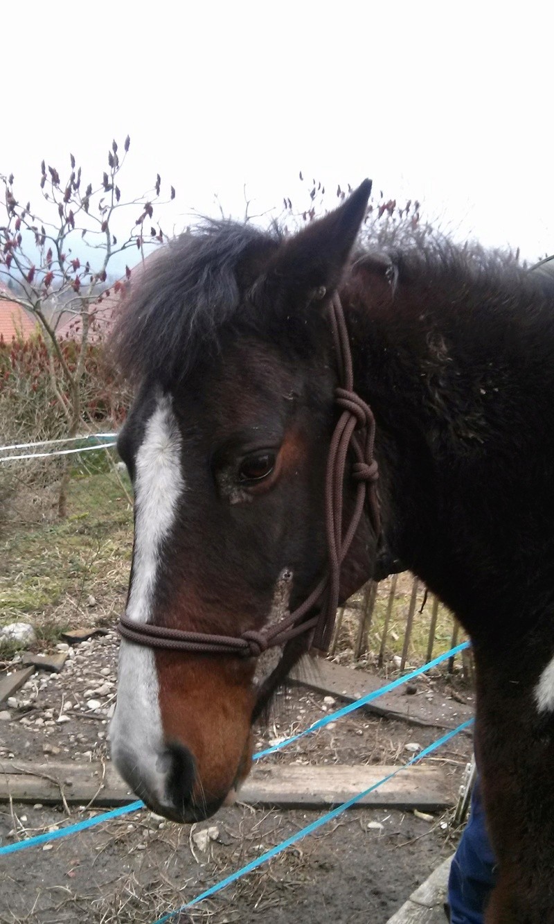 SULKIE - ONC Selle née en 2006 - Adoptée par Stéphanie en mai 2018 28310310