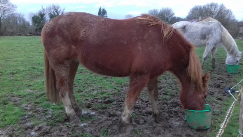 CINDY - Franches-Montagnes née en 1994 - protégée GPLV 28341011