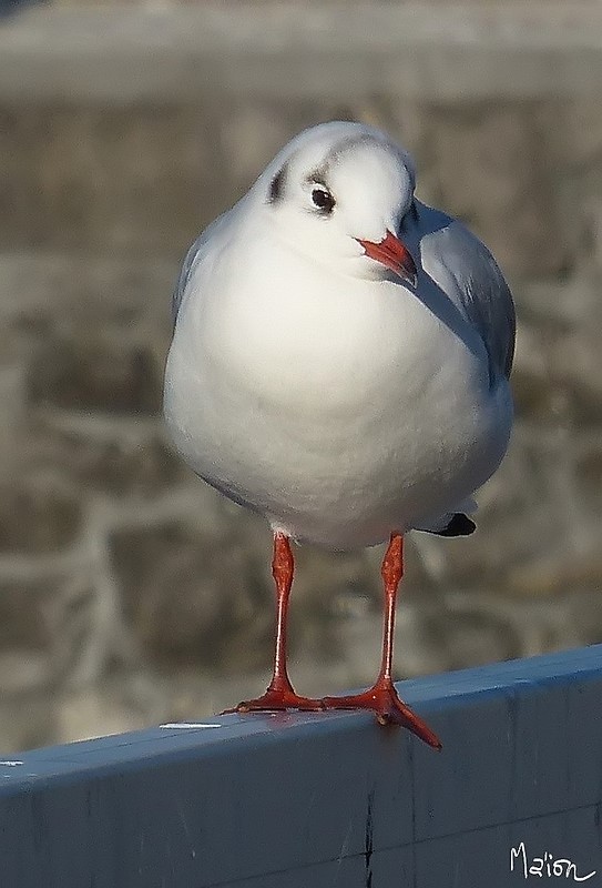 mouette, mouette, mouette... 25041410