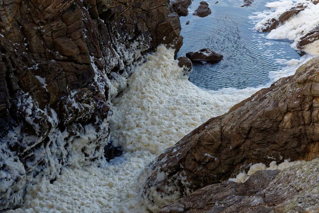 Neige ou chantilly de mer ? Dsc_1328