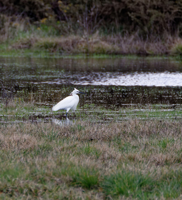 Aigrette au loin ! Dsc_2235