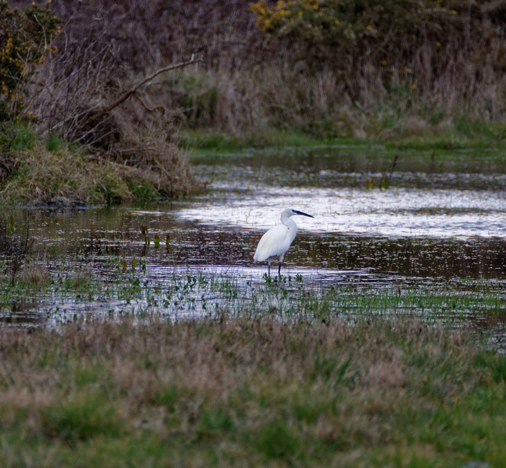 Aigrette au loin ! Dsc_2236