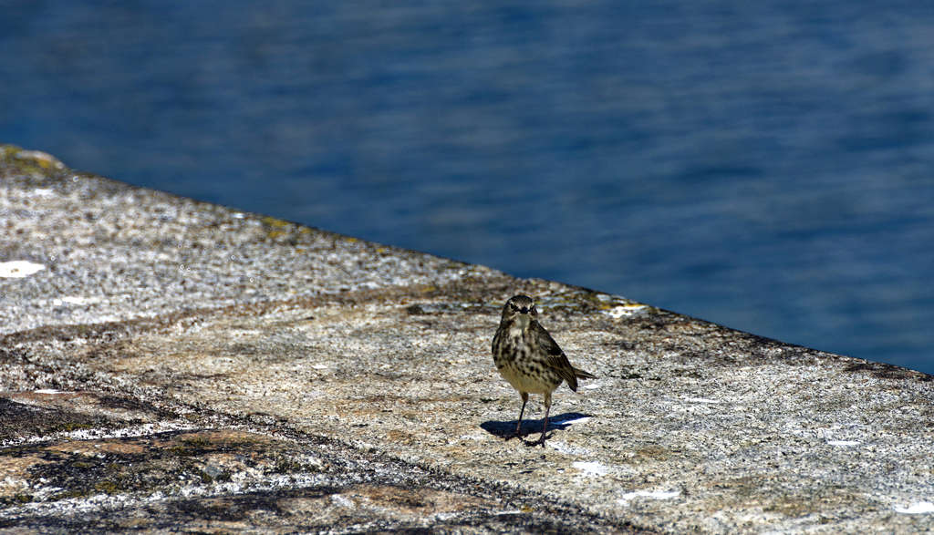 un demi d'eau, un demi de quai cela fait un oiseau entier !!! Dsc_2617