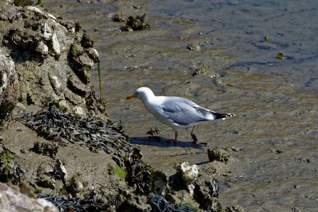 Oiseaux un petit un gros ! Dsc_3251