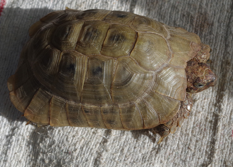 TESTUDO GRAECA, mais laquelle n°2 B_imgp11