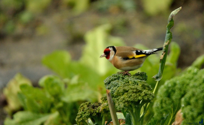 chardonneret - Chardonneret élégant - Page 5 _dsc2015