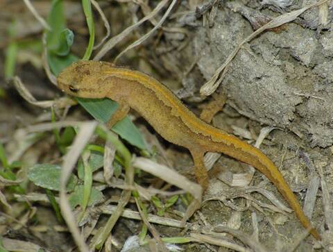 Salamandre