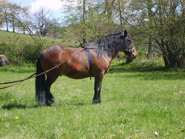 Prince, roi de mes montagnes ! Des nouvelles, pas fameuse ! S6000110