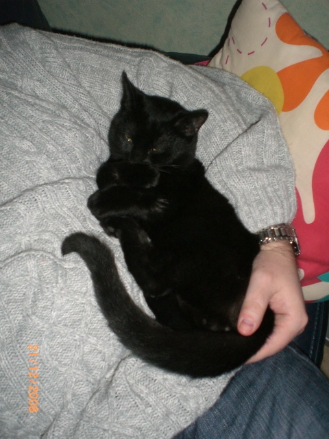 chaton noir 4 mois - DENIRO Cimg3213