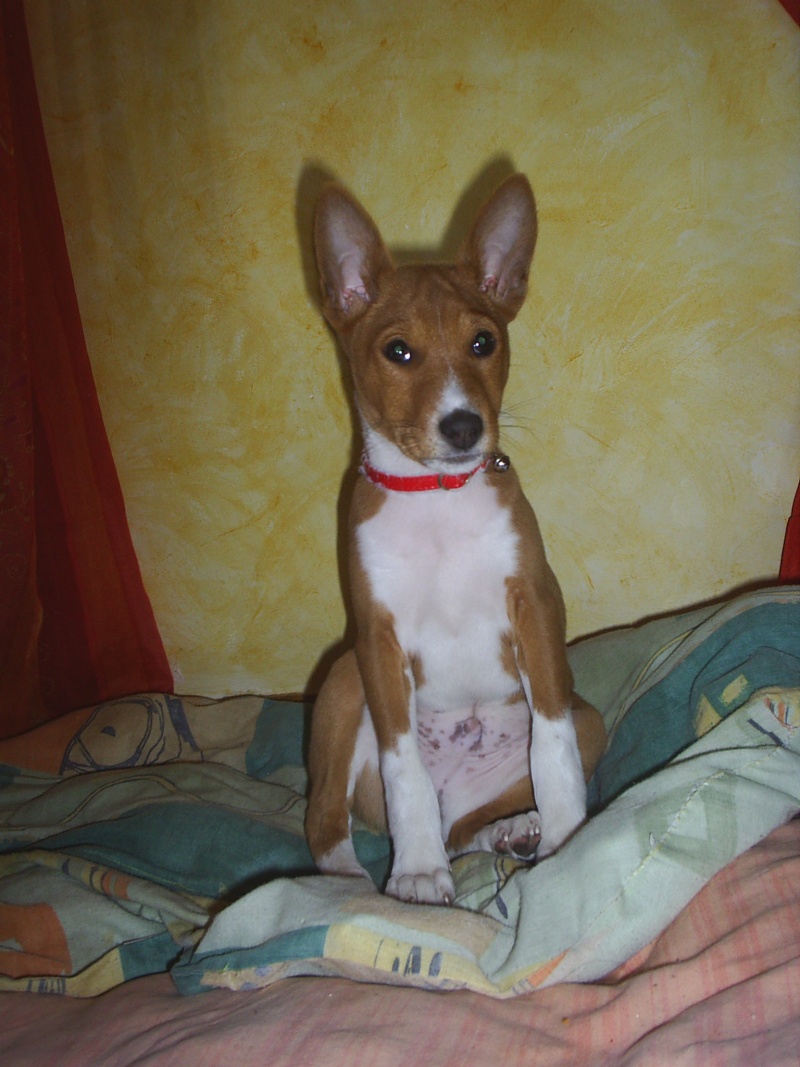 DAYAN, de race Basenji, à découvrir jour après jour Dayan-16