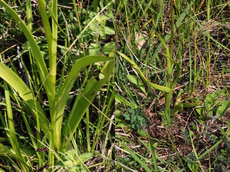 Gymnadenia conopsea (Orchis moucheron) Densif10