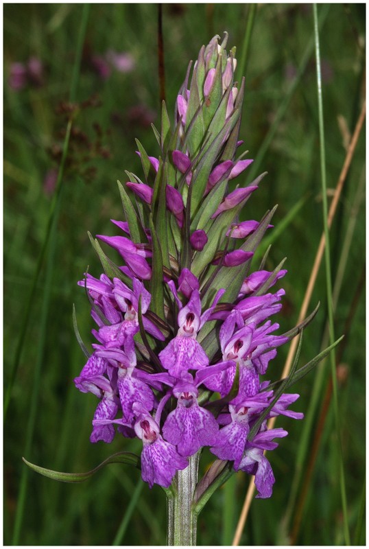 Dactylorhiza praetermissa ( Orchis négligé ) Pr110