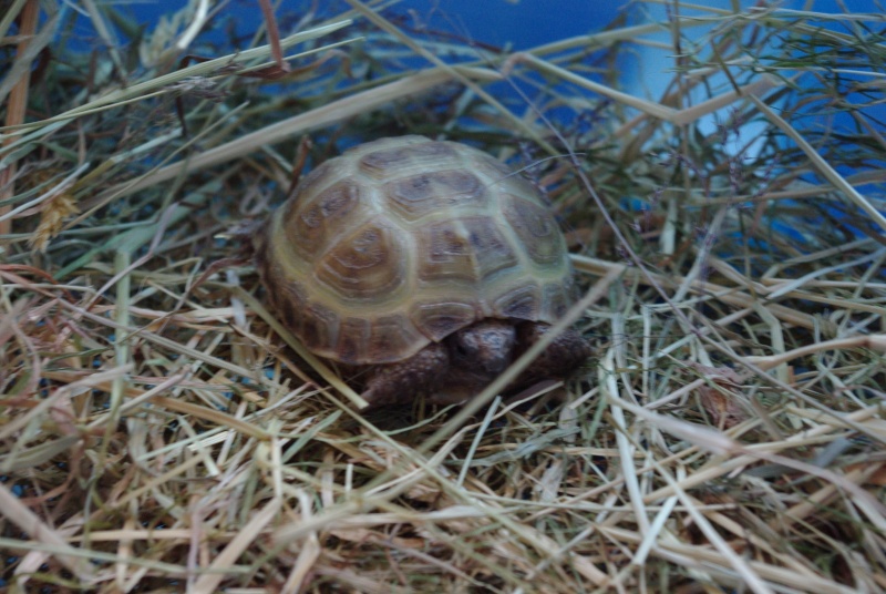 je vous presente ma carapace !! Imgp1610