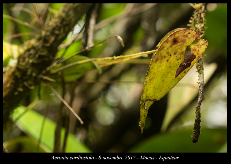 Voyage en Equateur. Acroni17