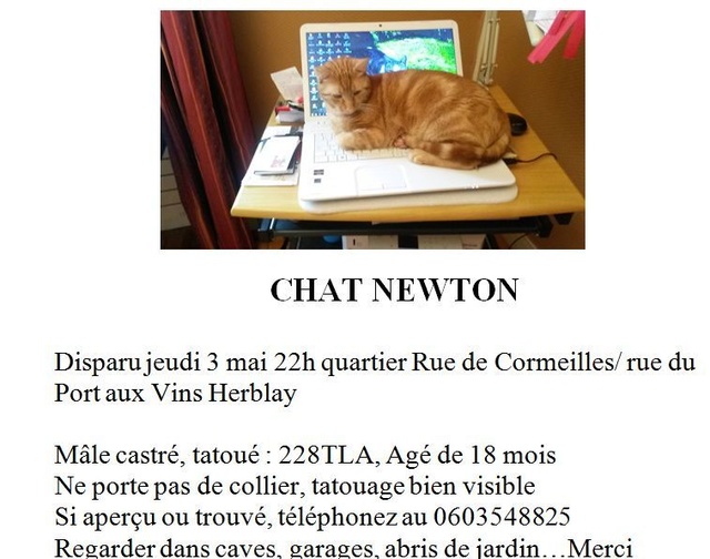 Perdu Newton tigré roux à Herblay Nouvel11