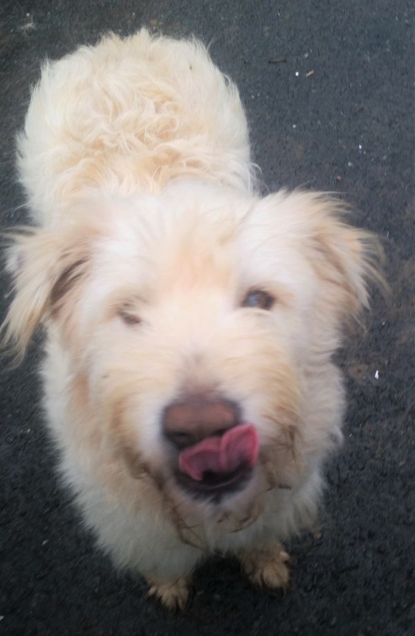 EMMA, F-X, 20KG(ORASTIE/RUE) - Adoptée via le Refuge GALIA - Page 2 Emma_110