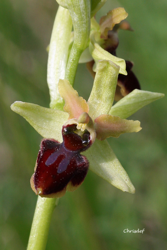 Ophrys aranifera ( = sphegodes , Ophrys araignée ) Img_2913