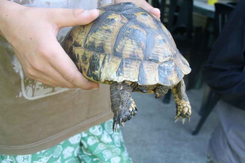 ma tortue attaqué par mes chiens Img_0519