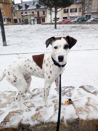 Cali- Petite chienne de 2 ans et demi- à l'adoption 28279910