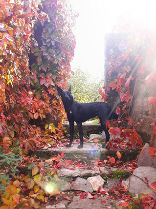 Jack renommé Bakou- chiot 5 mois, perdu et pas réclamé, adopté Bakou10