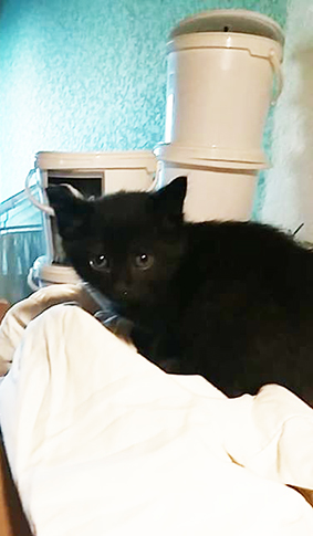 Leyia- chaton femelle noire de 1 mois- à réserver- décédée- Leyia10