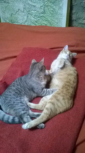 Louise (et Némo)- chaton femelle tigrée de 2 mois et demi- adoptés par la FA! Louise10