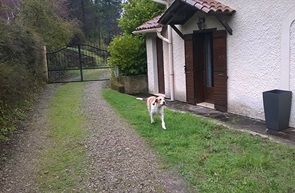 Nanou renommée Louna- petite chienne errante- à l'adoption-adoptée Nan10