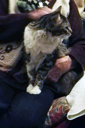 Titou- chat mâle tigré et blanc poils longs- à l'adoption-adopté- décédé Titou11