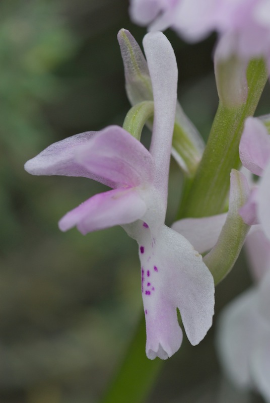 Présence Orchis ichnusae en Corse et problématique olbiensis 20140411