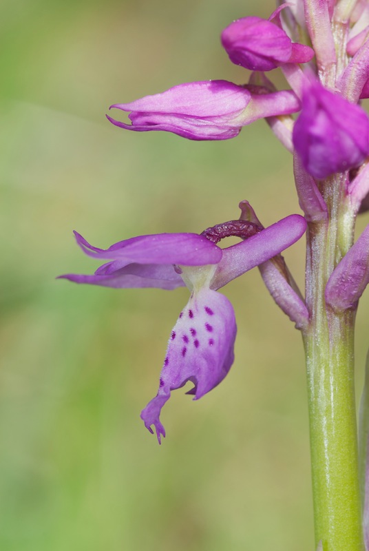 Présence Orchis ichnusae en Corse et problématique olbiensis 20140412
