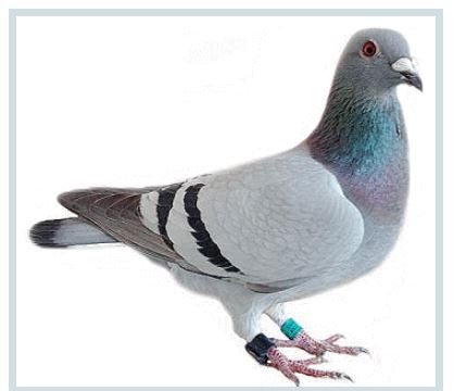 LORD CALLY.... Pigeon10