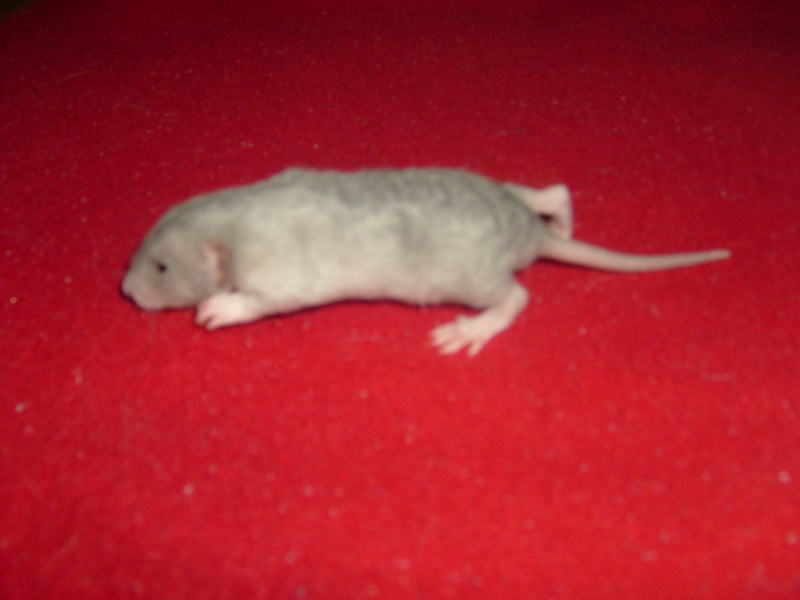[38] Portée de Ratatouille X Spike S7001212