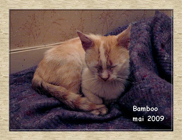 BAMBOO, chat roux et blanc dpt 86/79/49/37 Bamboo11