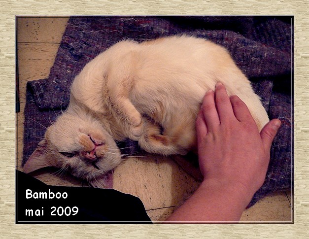 BAMBOO, chat roux et blanc dpt 86/79/49/37 Bamboo13