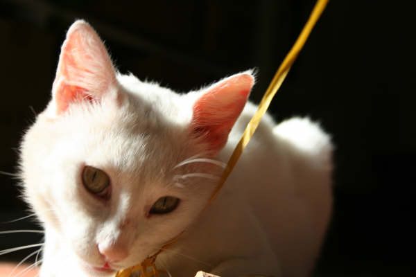 Magnifique chat blanc aux yeux jaunes Parthenay Chat_b10