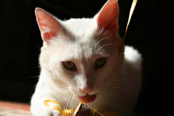 Magnifique chat blanc aux yeux jaunes Parthenay Chat_b11