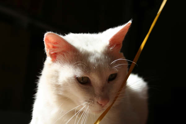 Magnifique chat blanc aux yeux jaunes Parthenay Chat_b12