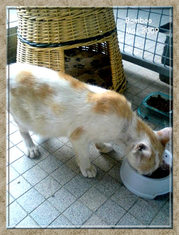 Bamboo, adorable jeune chat roux et blanc sauvé de la rue Dsc00517